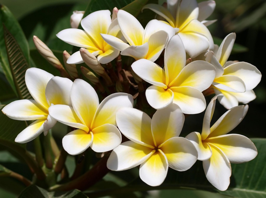 プルメリアの花の芽グリーン美しく